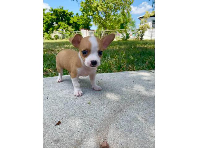 Two teacup chihuahua puppies ready in Miami, Florida