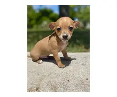 Two teacup chihuahua puppies ready - 2