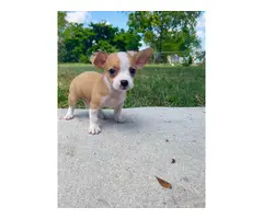 Two teacup chihuahua puppies ready - 3