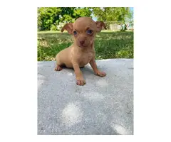 Two teacup chihuahua puppies ready - 5