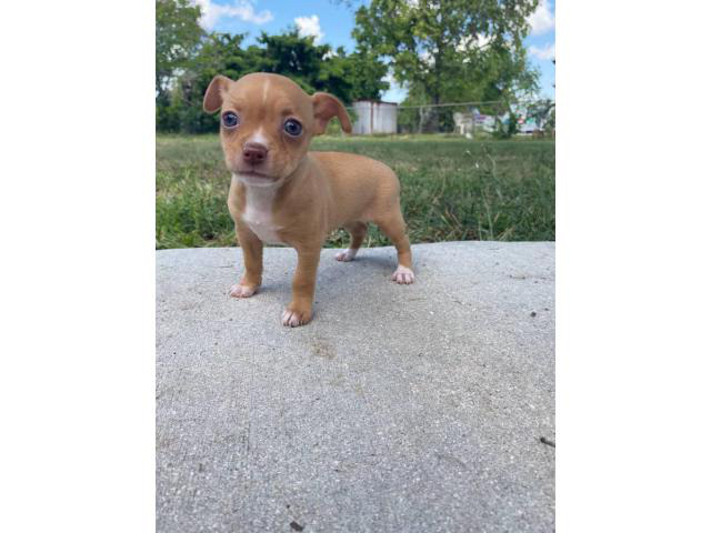 Two teacup chihuahua puppies ready in Miami, Florida