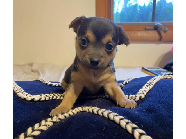 toy chihuahua puppies near me