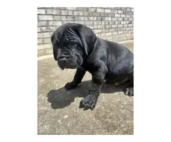 Cane Corso puppies for sale - 2