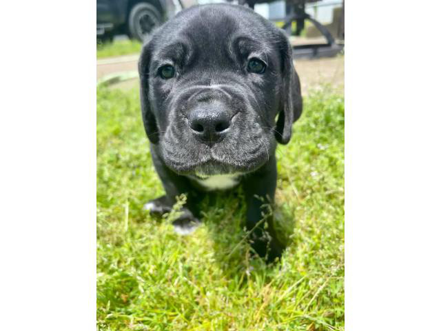 Cane Corso puppies for sale in Gilbert, Arizona Puppies