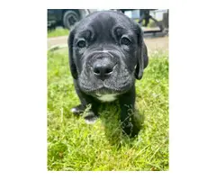 Cane Corso puppies for sale - 3