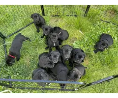 Cane Corso puppies for sale - 5