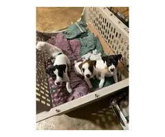 4 Jack Russell Terrier puppies for sale