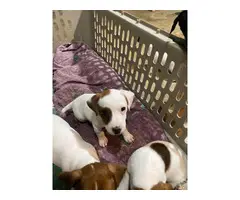 4 Jack Russell Terrier puppies for sale - 2