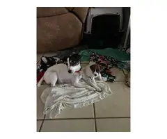 4 Jack Russell Terrier puppies for sale - 3