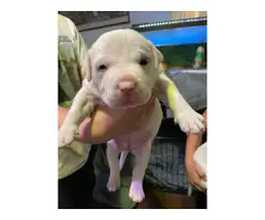 Beautiful white Pit Bull Terrier puppies - 2