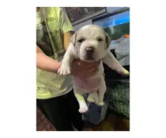 Beautiful white Pit Bull Terrier puppies - 3