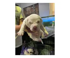 Beautiful white Pit Bull Terrier puppies - 4