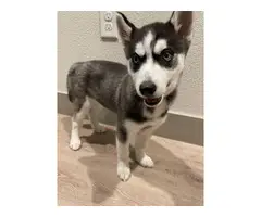 3 months old female husky needing a new home - 1