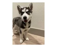 3 months old female husky needing a new home - 4
