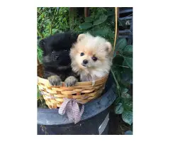2 adorable Pomeranians for Sale