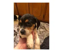 Full-blooded beagle puppies for sale