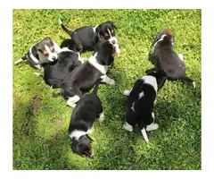 Full-blooded beagle puppies for sale