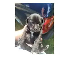 3 male and 2 female Chiweenie puppies for sale - 2