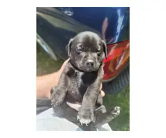 3 male and 2 female Chiweenie puppies for sale - 3
