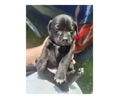 3 male and 2 female Chiweenie puppies for sale - 4