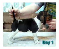 6 Beagle puppies available - 1