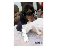 6 Beagle puppies available - 2