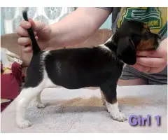 6 Beagle puppies available - 4