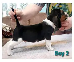 6 Beagle puppies available - 5
