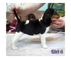 6 Beagle puppies available - 6