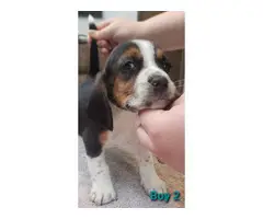 6 Beagle puppies available - 7