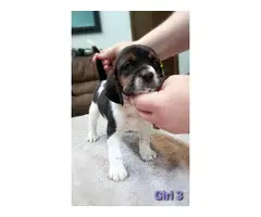6 Beagle puppies available - 8