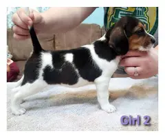 6 Beagle puppies available - 9