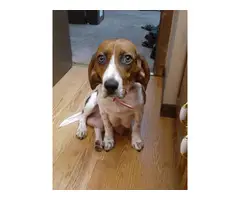 6 Beagle puppies available - 10