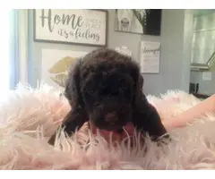 Purebred Standard Poodle puppies for Sale - 3