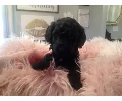 Purebred Standard Poodle puppies for Sale - 4
