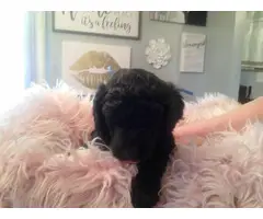 Purebred Standard Poodle puppies for Sale - 5