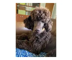Purebred Standard Poodle puppies for Sale - 6