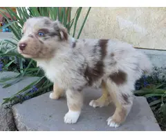10 Registered Australian Shepherd puppies for sale