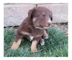 10 Registered Australian Shepherd puppies for sale - 2