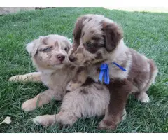 10 Registered Australian Shepherd puppies for sale - 3