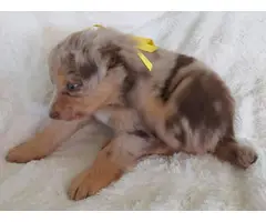 10 Registered Australian Shepherd puppies for sale - 5