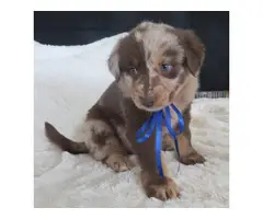 10 Registered Australian Shepherd puppies for sale - 7