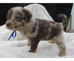 10 Registered Australian Shepherd puppies for sale - 8