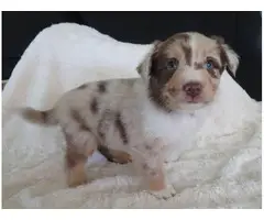 10 Registered Australian Shepherd puppies for sale - 10