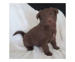 10 Registered Australian Shepherd puppies for sale - 11