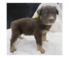 10 Registered Australian Shepherd puppies for sale - 12