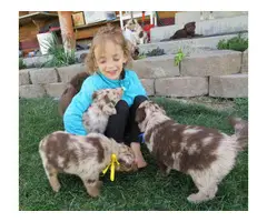 10 Registered Australian Shepherd puppies for sale - 14