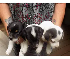 Full blooded Jack Russell Terrier puppies