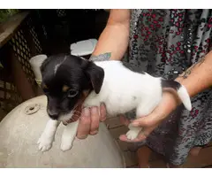 Full blooded Jack Russell Terrier puppies - 2