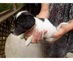 Full blooded Jack Russell Terrier puppies - 3